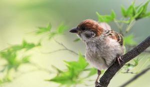 Preview wallpaper sparrow, bird, branches, leaves, sit