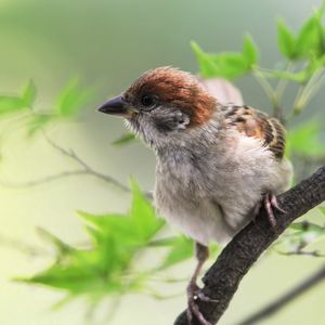 Preview wallpaper sparrow, bird, branches, leaves, sit