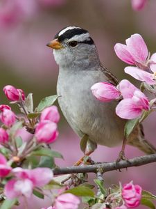 Preview wallpaper sparrow, bird, branches, flowers, bloom