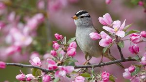 Preview wallpaper sparrow, bird, branches, flowers, bloom