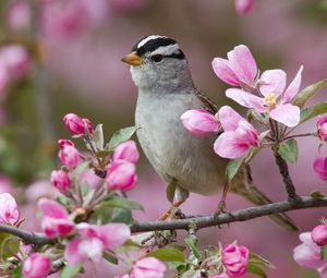 Preview wallpaper sparrow, bird, branches, flowers, bloom