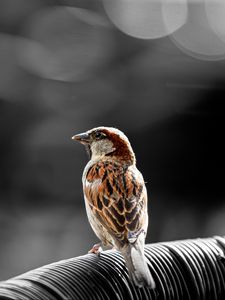 Preview wallpaper sparrow, bird, brown, blur