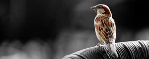 Preview wallpaper sparrow, bird, brown, blur