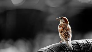 Preview wallpaper sparrow, bird, brown, blur