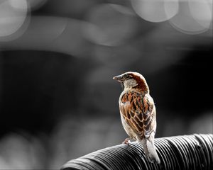 Preview wallpaper sparrow, bird, brown, blur