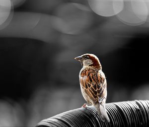 Preview wallpaper sparrow, bird, brown, blur