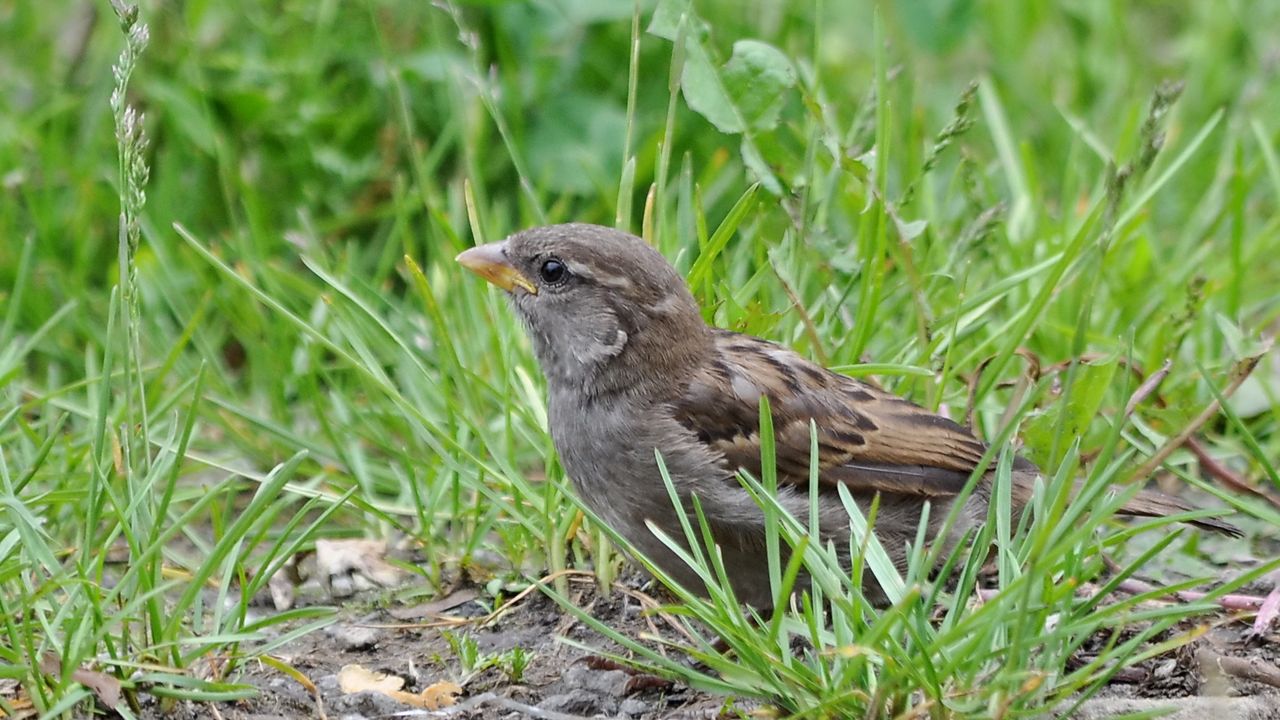 Wallpaper sparrow, bird, close-up, grass, herbs, ptah, hid