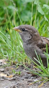 Preview wallpaper sparrow, bird, close-up, grass, herbs, ptah, hid