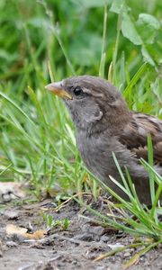 Preview wallpaper sparrow, bird, close-up, grass, herbs, ptah, hid