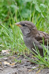 Preview wallpaper sparrow, bird, close-up, grass, herbs, ptah, hid