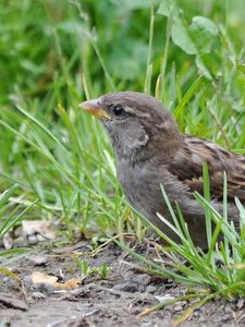 Preview wallpaper sparrow, bird, close-up, grass, herbs, ptah, hid