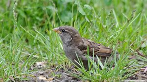 Preview wallpaper sparrow, bird, close-up, grass, herbs, ptah, hid