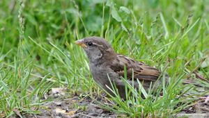 Preview wallpaper sparrow, bird, close-up, grass, herbs, ptah, hid