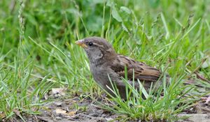 Preview wallpaper sparrow, bird, close-up, grass, herbs, ptah, hid