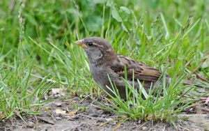 Preview wallpaper sparrow, bird, close-up, grass, herbs, ptah, hid