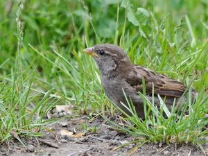 Preview wallpaper sparrow, bird, close-up, grass, herbs, ptah, hid