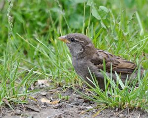 Preview wallpaper sparrow, bird, close-up, grass, herbs, ptah, hid