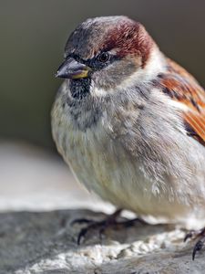 Preview wallpaper sparrow, bird, feathers, wildlife