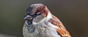Preview wallpaper sparrow, bird, feathers, wildlife