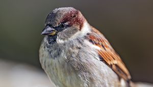 Preview wallpaper sparrow, bird, feathers, wildlife