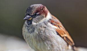 Preview wallpaper sparrow, bird, feathers, wildlife