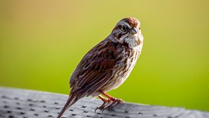 Preview wallpaper sparrow, bird, glance, tail