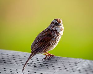 Preview wallpaper sparrow, bird, glance, tail