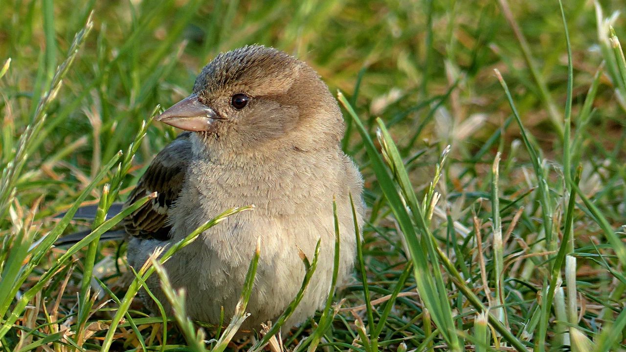 Wallpaper sparrow, bird, grass