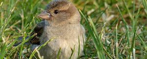 Preview wallpaper sparrow, bird, grass
