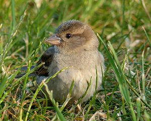Preview wallpaper sparrow, bird, grass