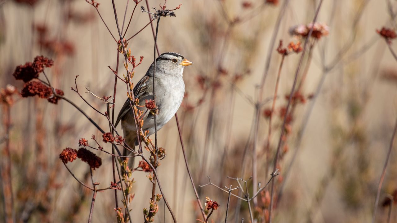 Wallpaper sparrow, bird, gray, branch