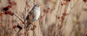 Preview wallpaper sparrow, bird, gray, branch