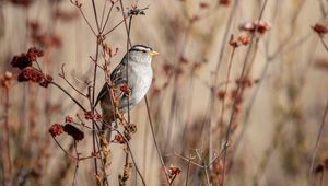 Preview wallpaper sparrow, bird, gray, branch