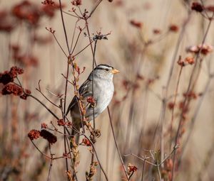 Preview wallpaper sparrow, bird, gray, branch