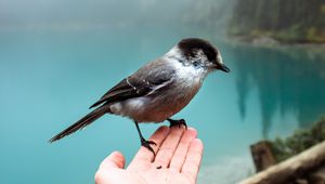 Preview wallpaper sparrow, bird, hand, fog