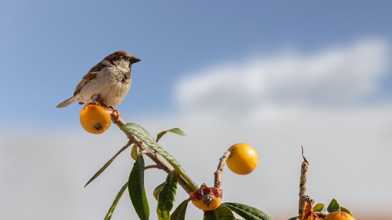 Wallpaper sparrow, bird, mandarin, citrus, branch