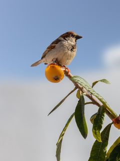 240x320 Wallpaper sparrow, bird, mandarin, citrus, branch