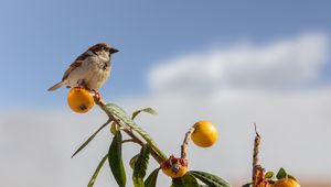 Preview wallpaper sparrow, bird, mandarin, citrus, branch