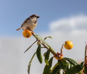 Preview wallpaper sparrow, bird, mandarin, citrus, branch