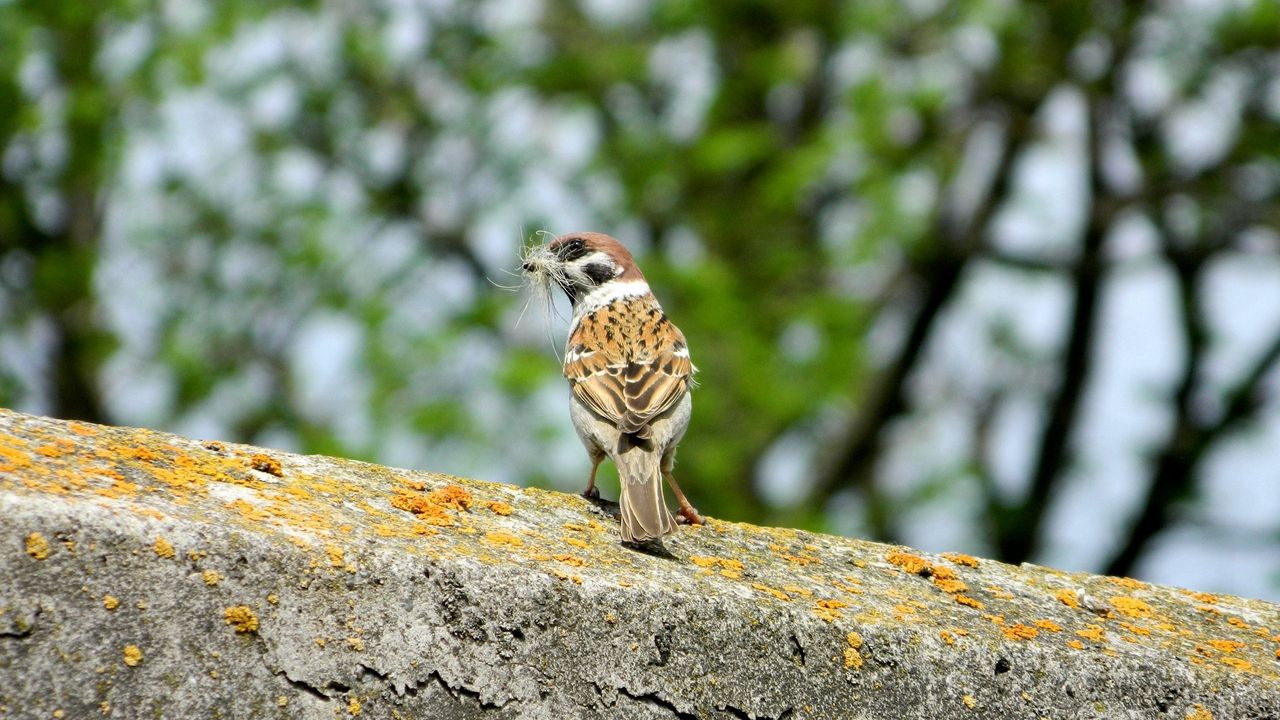 Wallpaper sparrow, bird, moss