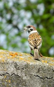 Preview wallpaper sparrow, bird, moss
