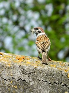 Preview wallpaper sparrow, bird, moss
