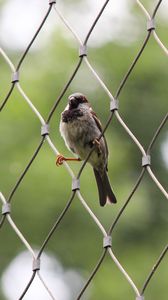 Preview wallpaper sparrow, bird, netting, wire