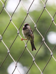 Preview wallpaper sparrow, bird, netting, wire
