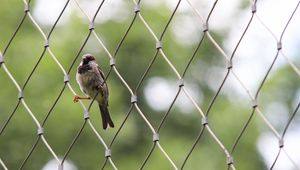 Preview wallpaper sparrow, bird, netting, wire