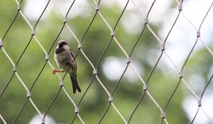 Preview wallpaper sparrow, bird, netting, wire