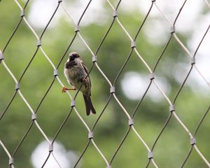 Preview wallpaper sparrow, bird, netting, wire