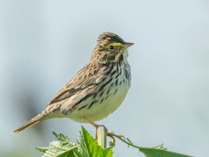 Preview wallpaper sparrow, bird, plant, wildlife
