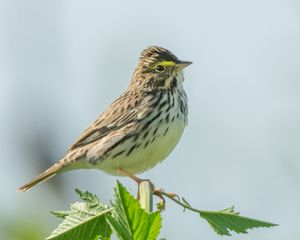 Preview wallpaper sparrow, bird, plant, wildlife