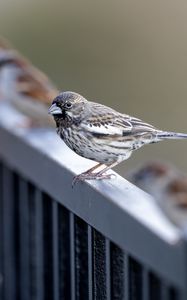 Preview wallpaper sparrow, bird, railing, blur